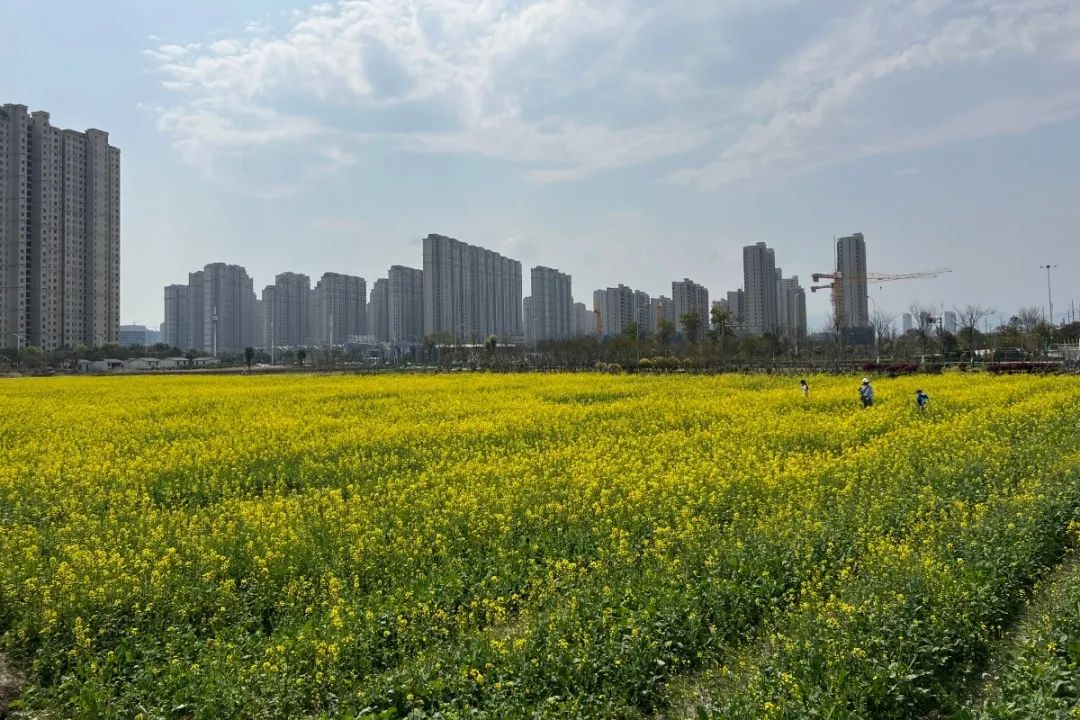 云“踏青”②|春色满新桥：清风吹拂金波涌