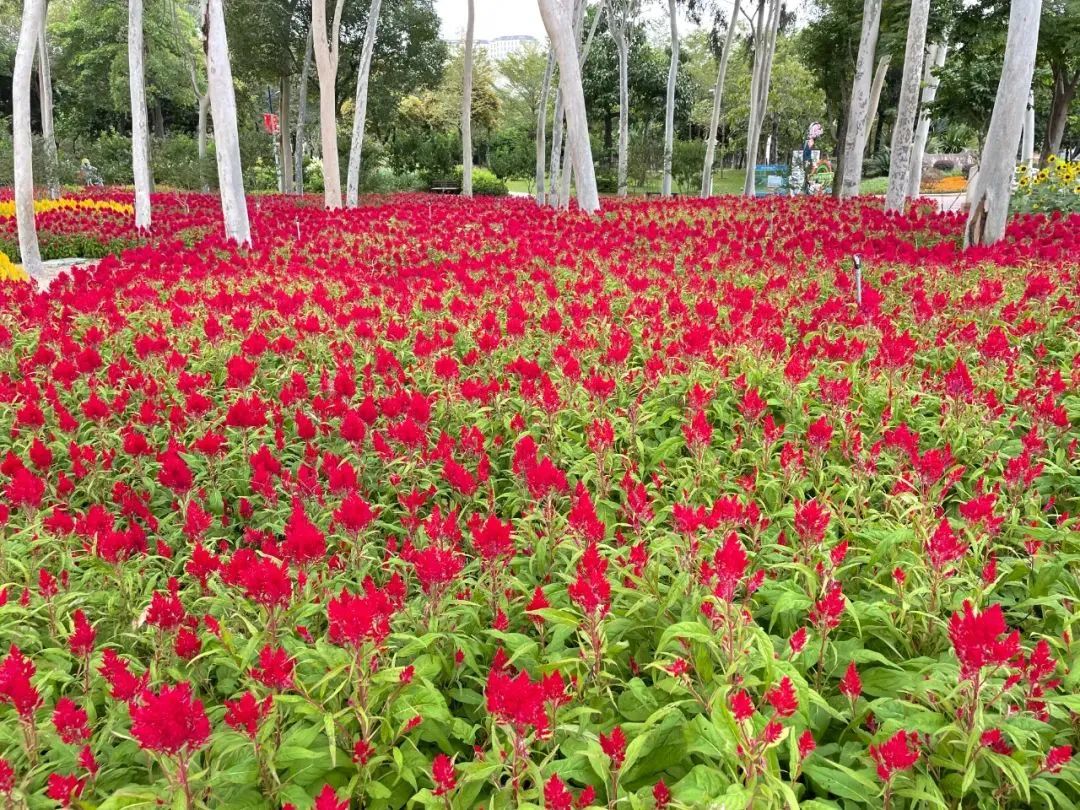 厦门秋游最佳去处,厦门周边秋游