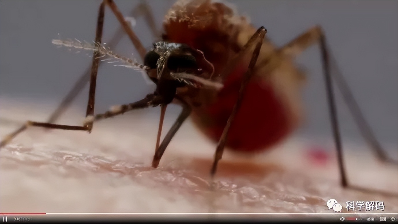 蚊子的嘴解剖,蚊子的内脏解剖照片