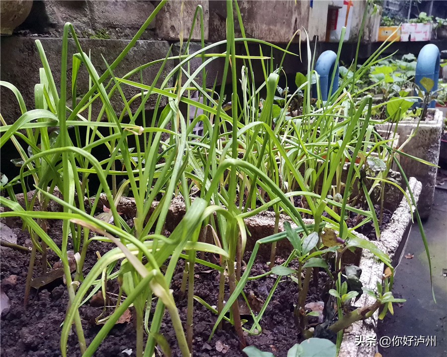 泸州人到底有多爱种菜？种着种着，花盆就变成了“菜盆”