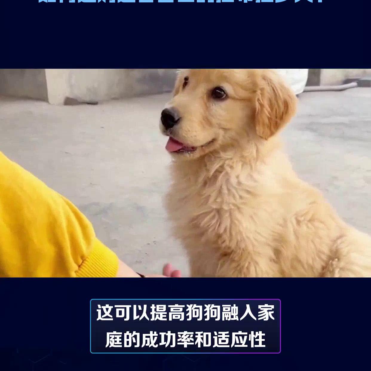 新手怎么挑选拉布拉多犬幼犬,图解挑选拉布拉多犬幼犬指南