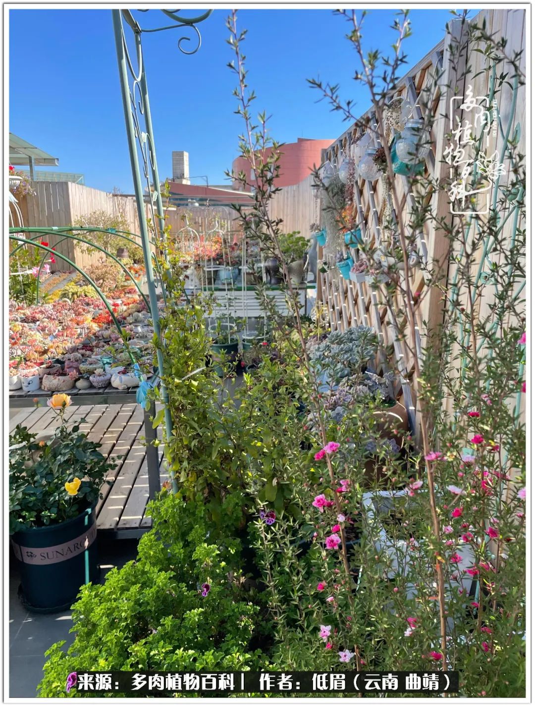 玉露多肉冬季分盆,玉露多肉怎样才能晶莹剔透