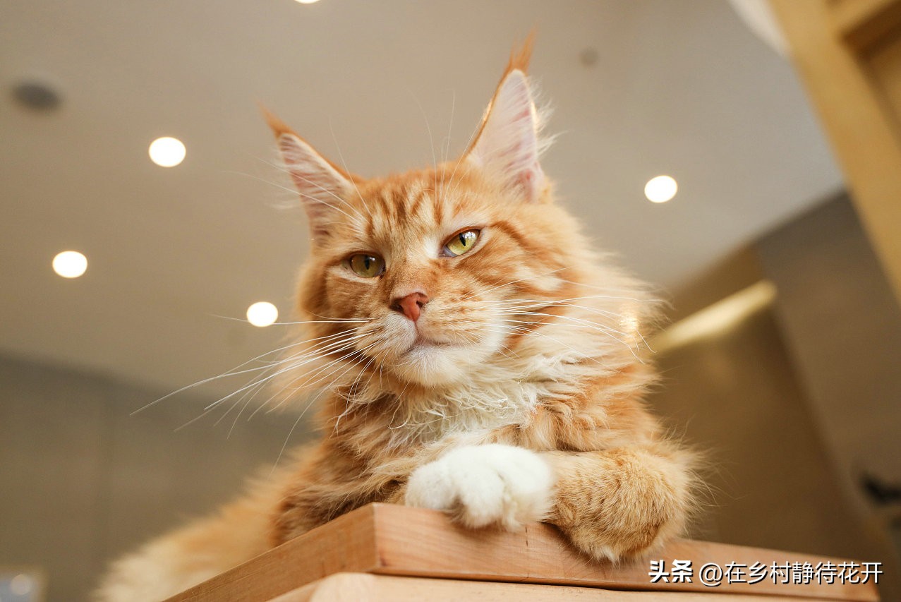 郑振铎的猫为什么总是死,郑振铎的猫是真实的吗