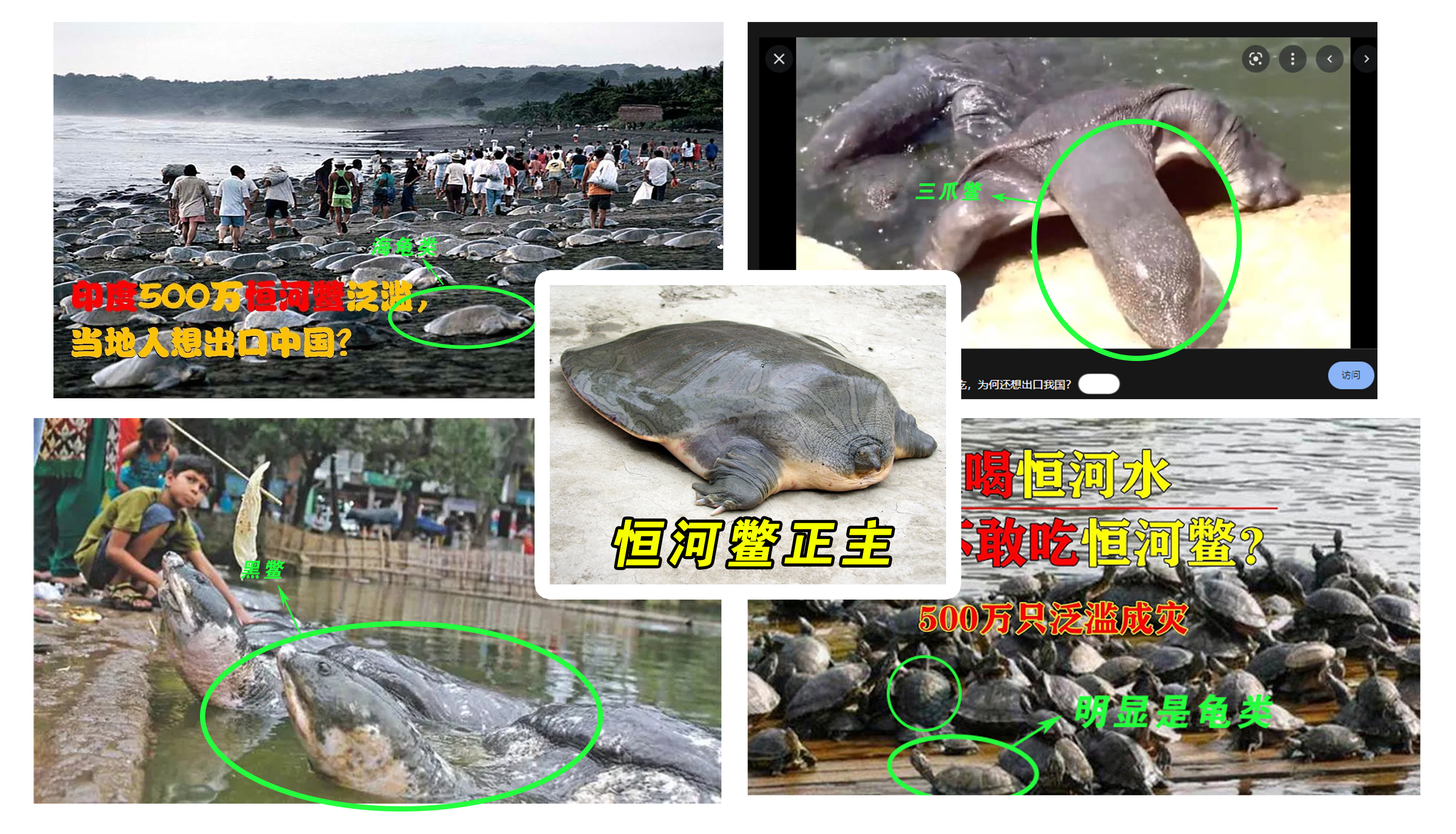 恒河鳖为啥无人敢吃,中国的恒河鳖