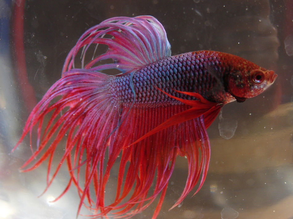 3秒“绞杀”同类！辽宁网友发现一条怪鱼揭秘斗鱼不为人知的秘密