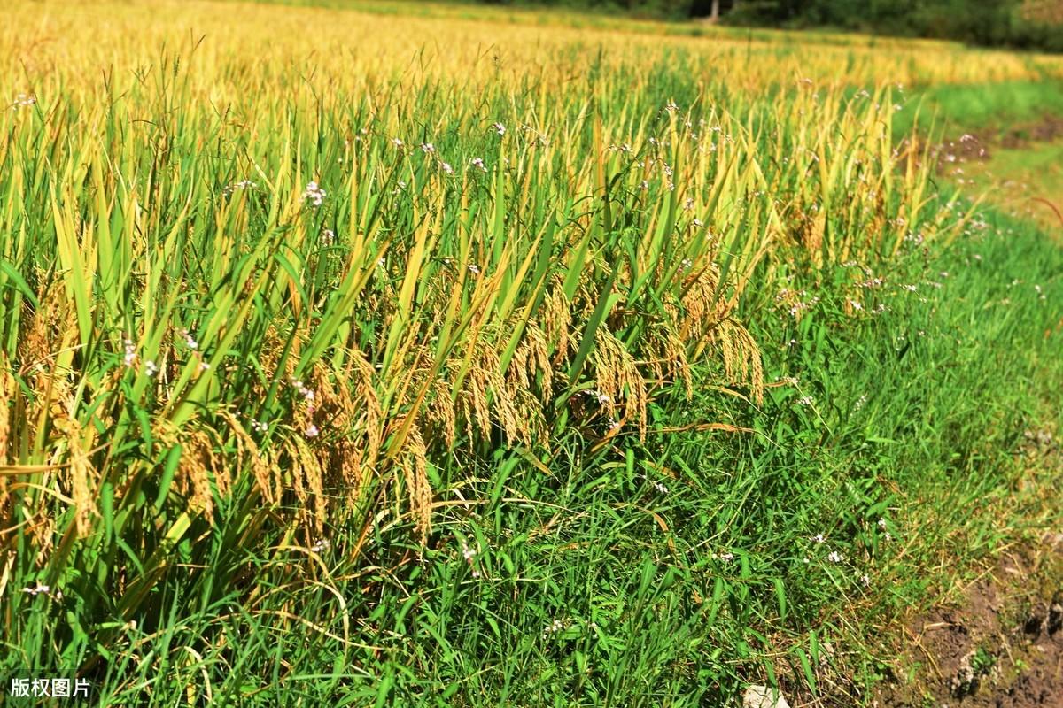 促进水稻氮素吸收利用的途径,促进水稻根系生长的措施