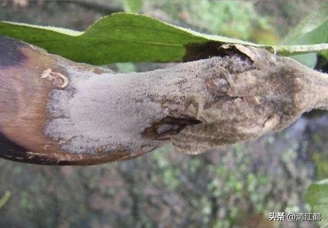 茄子买什么样的好,茄子到底能不能买