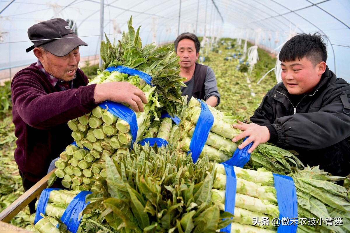赤霉素适用于什么作物,赤霉素在不同作物上如何使用