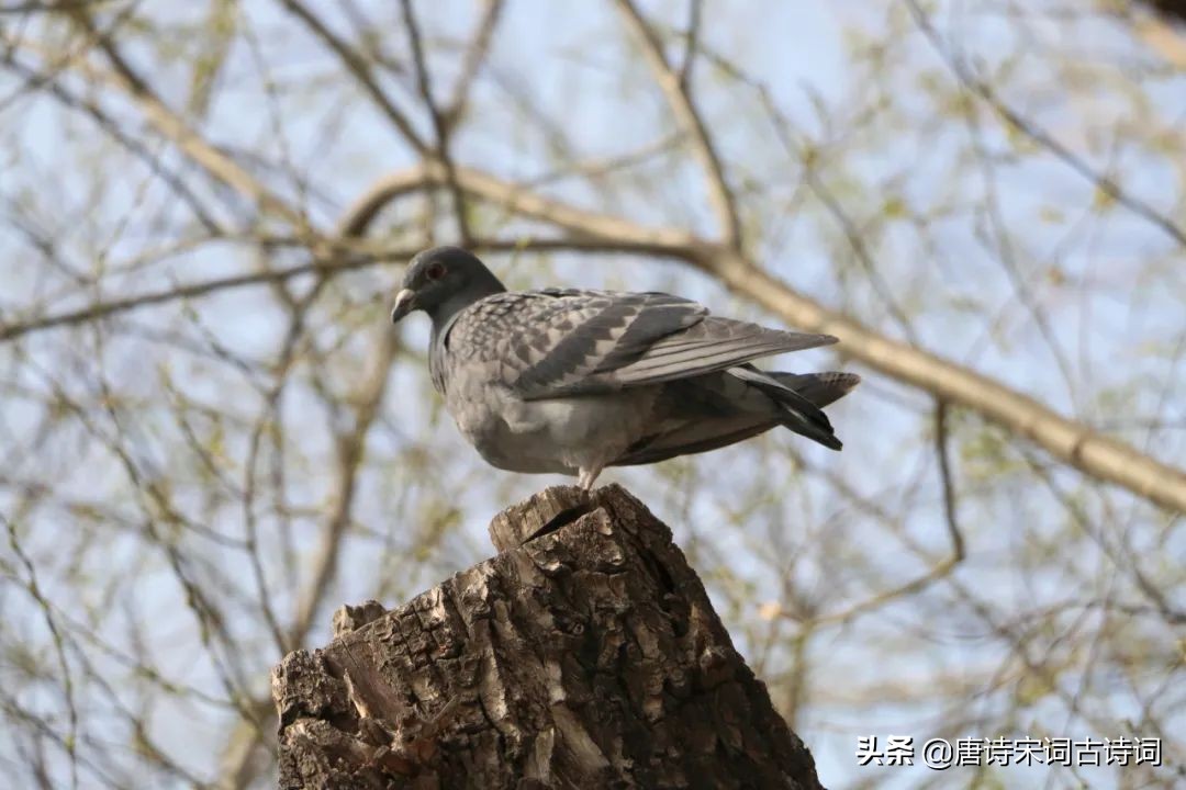 斑斑和鸠鸠,斑斑和鸠鸠的主页