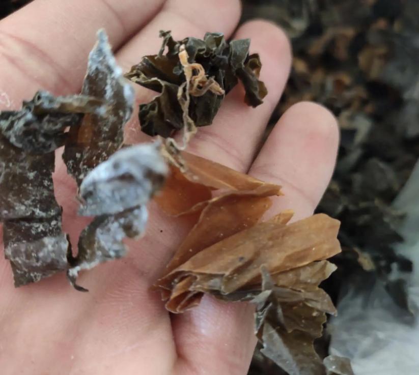 气滞血瘀子宫肌瘤中药方,千古名方软坚散结