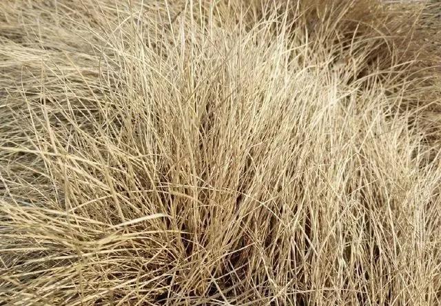 古代没有卫生巾怎么补救,古代女子生理期