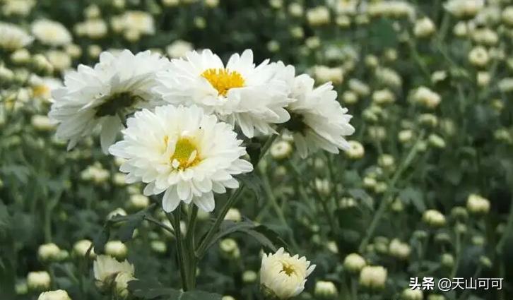 菊花茶分哪几种夏天喝哪种更好,夏天喝冬瓜茶好还是喝菊花茶好