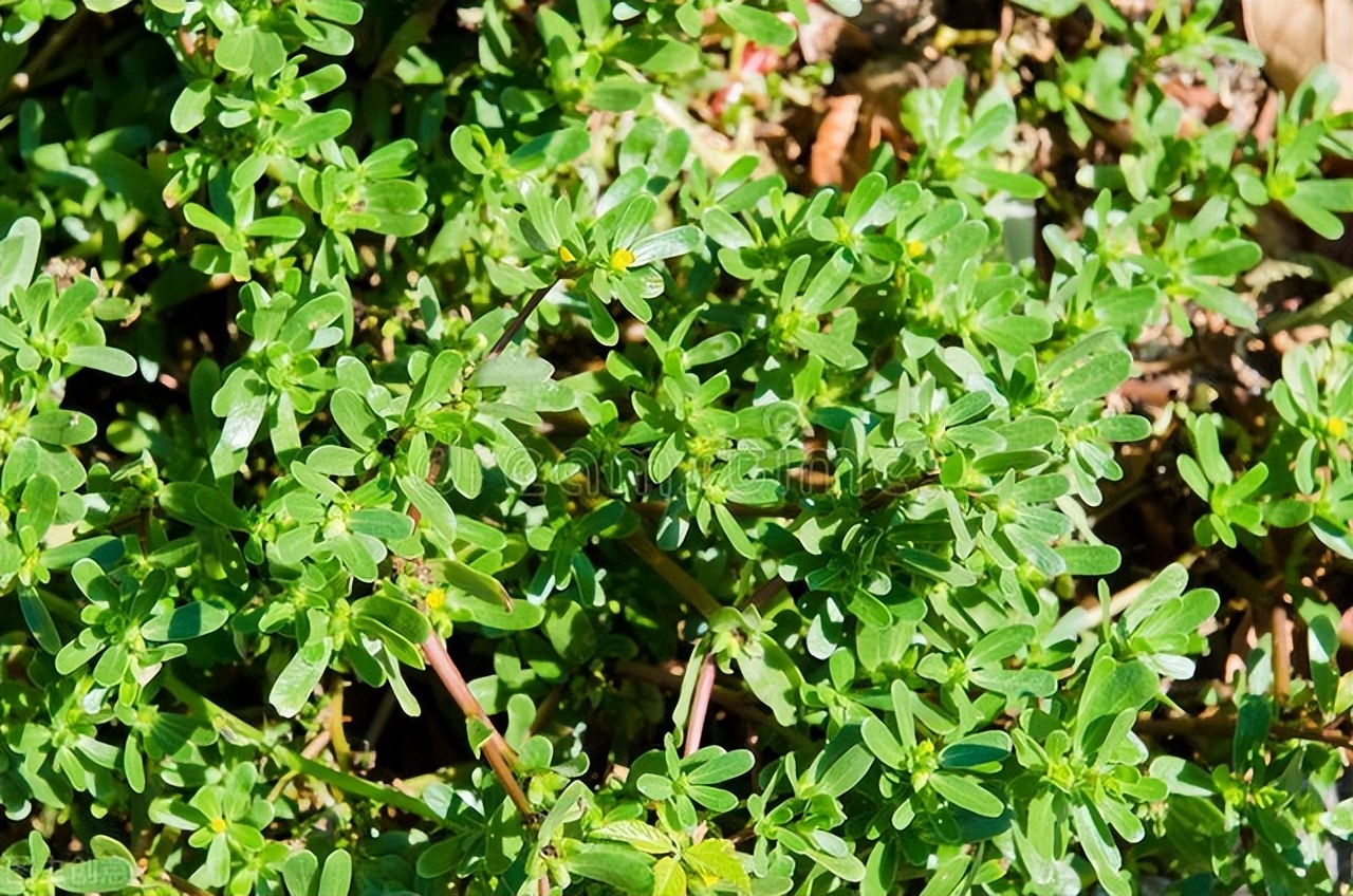 马齿苋干菜蒸包子馅的家常做法,干马齿苋蒸包子吃焯水多长时间