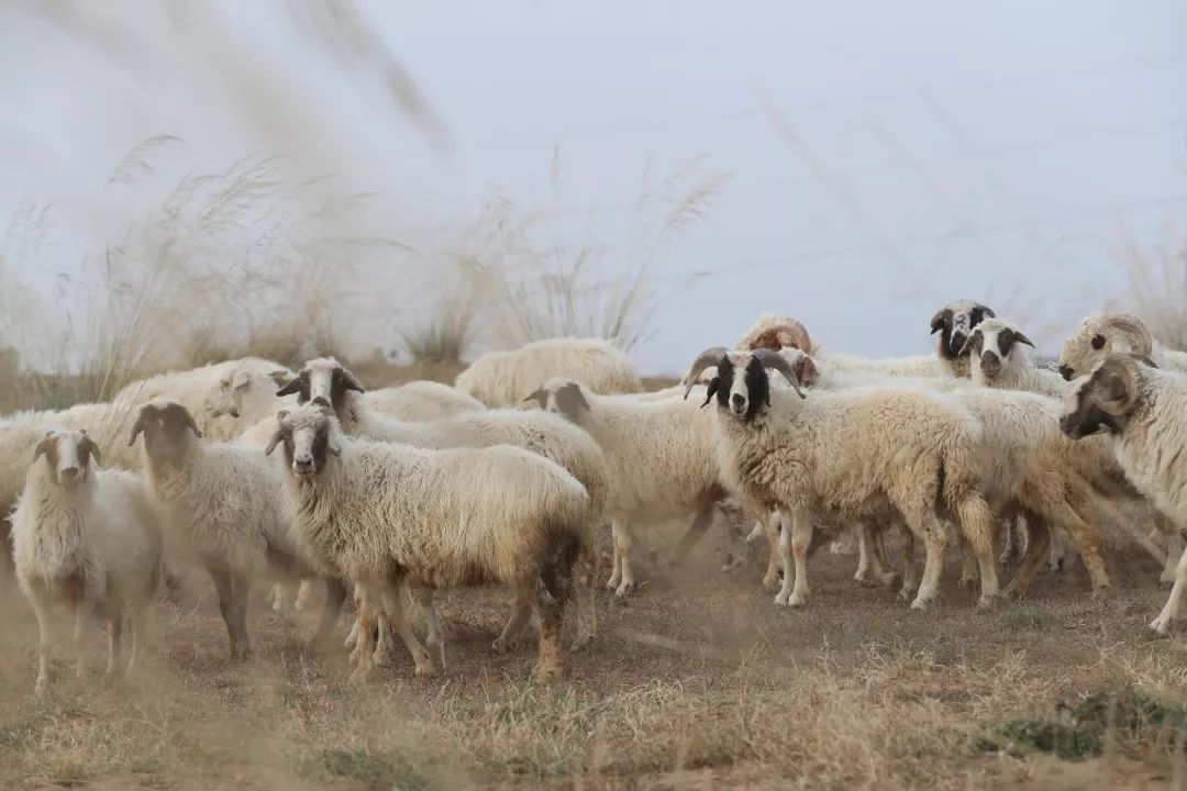 宁夏羊肉怎么做好吃,宁夏清炖羊肉最正宗的做法