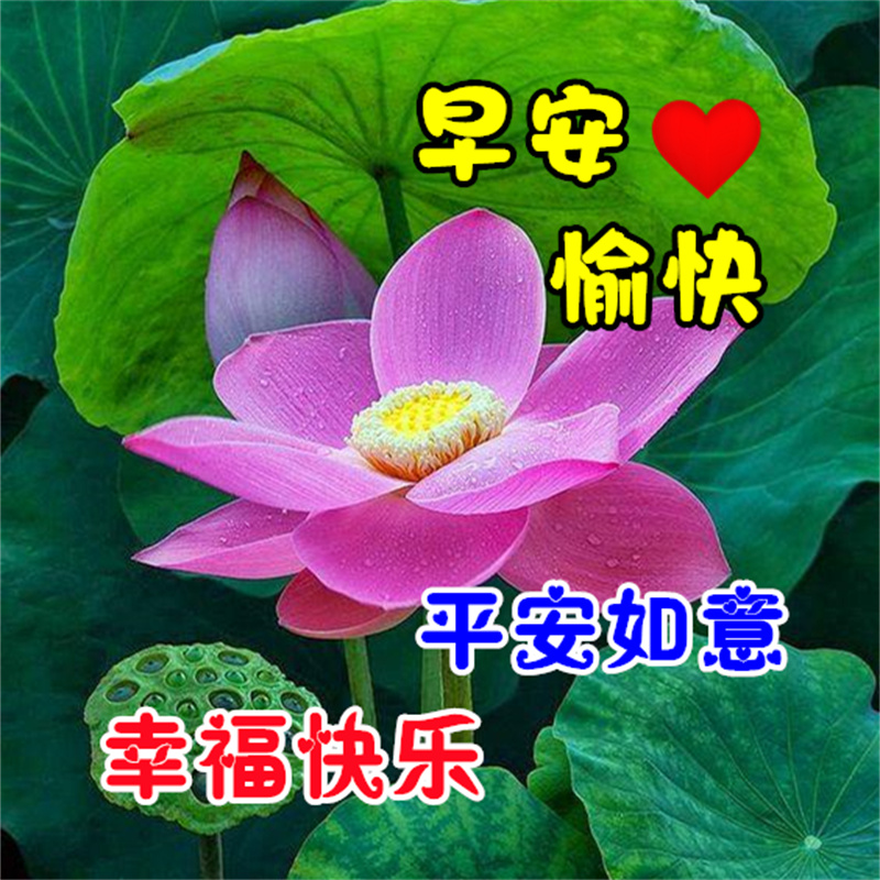 周末早安简单一句话和图片,周一早安最美的句子图片