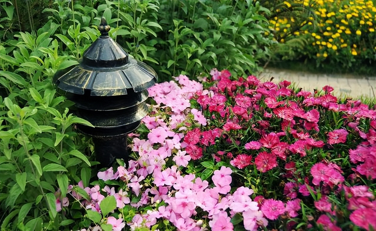 养花有小蚊虫用什么办法可以消灭,家里养花驱蚊虫小妙招