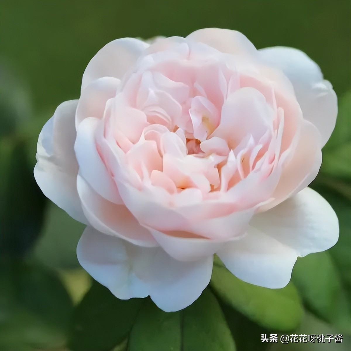 花期特别短暂开放好看的粉色月季,粉色可爱融化你的少女心月季