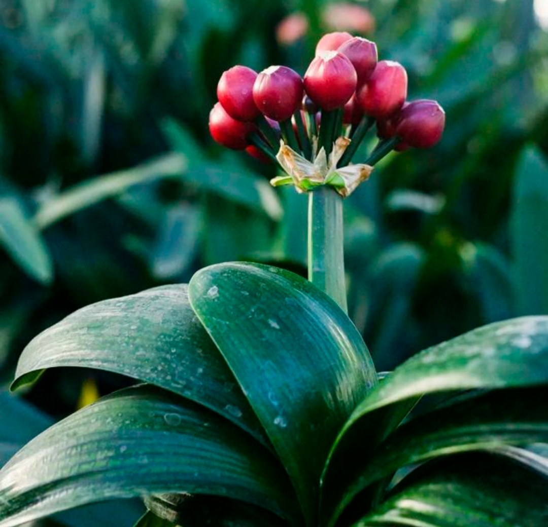 好看的花养在家里心情美美哒,家中养三种花养人旺家