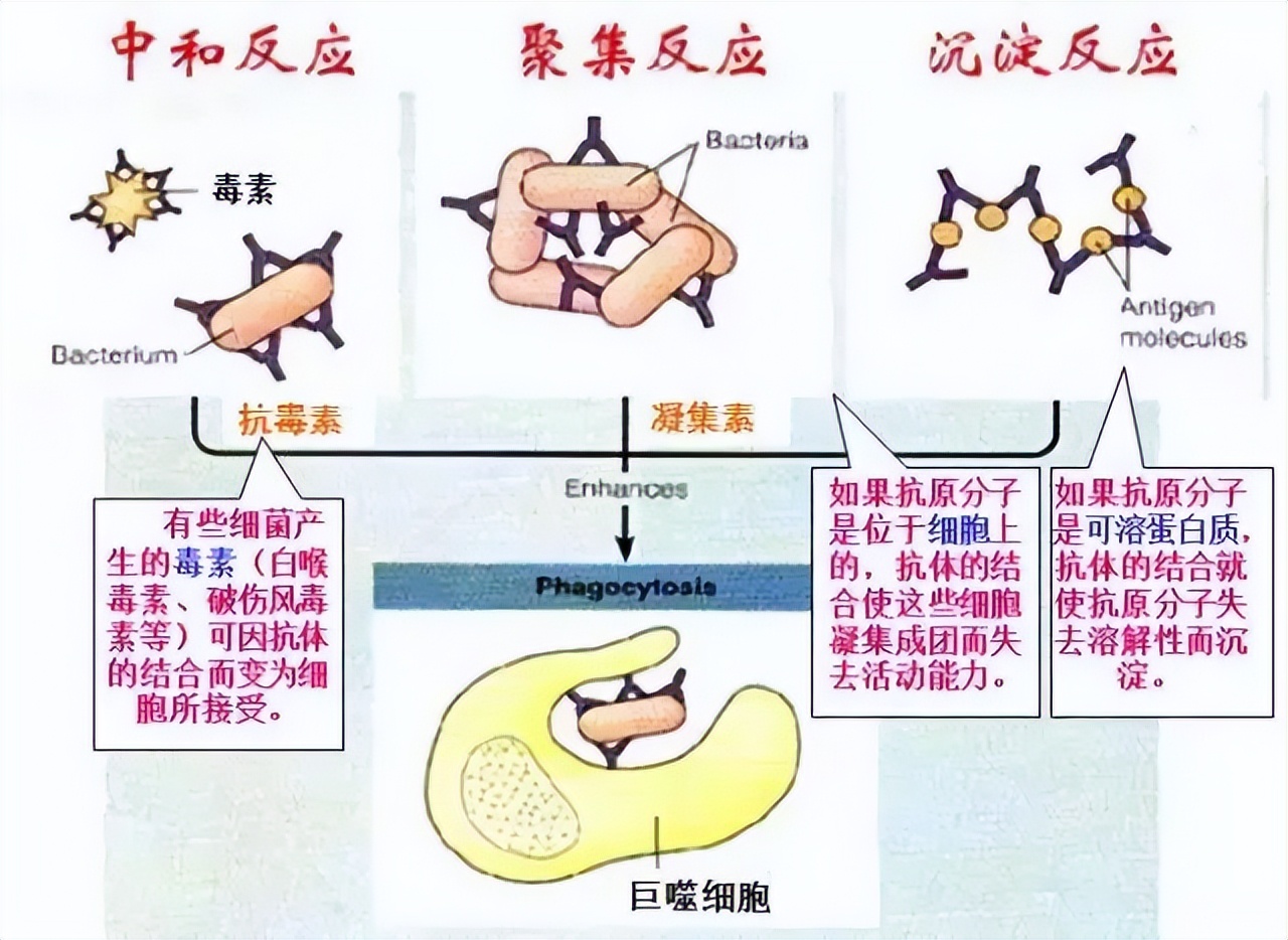 高中生物细胞免疫全知识点视频,生物高中知识点免疫调节