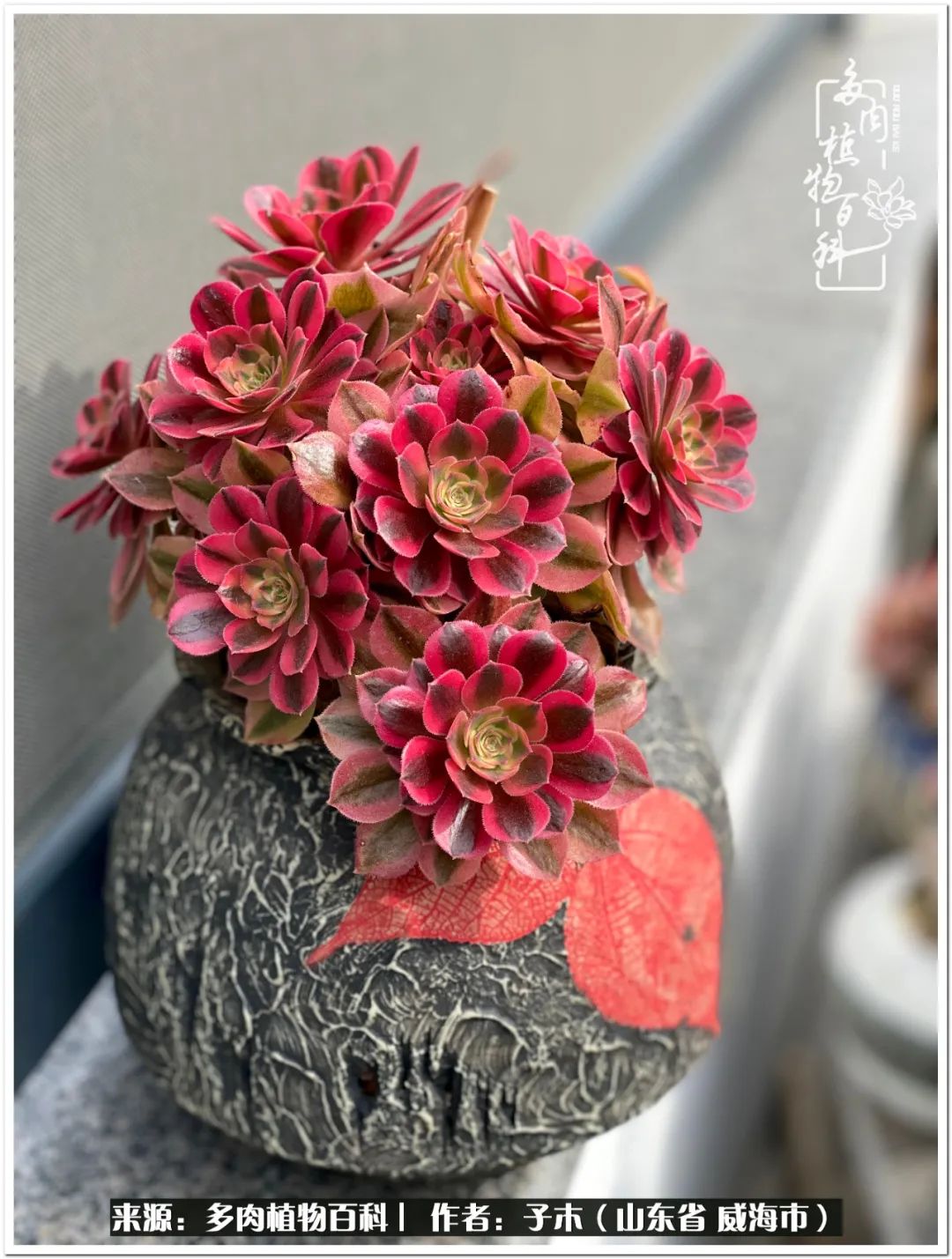 法师多肉成长史,法师多肉新手教程