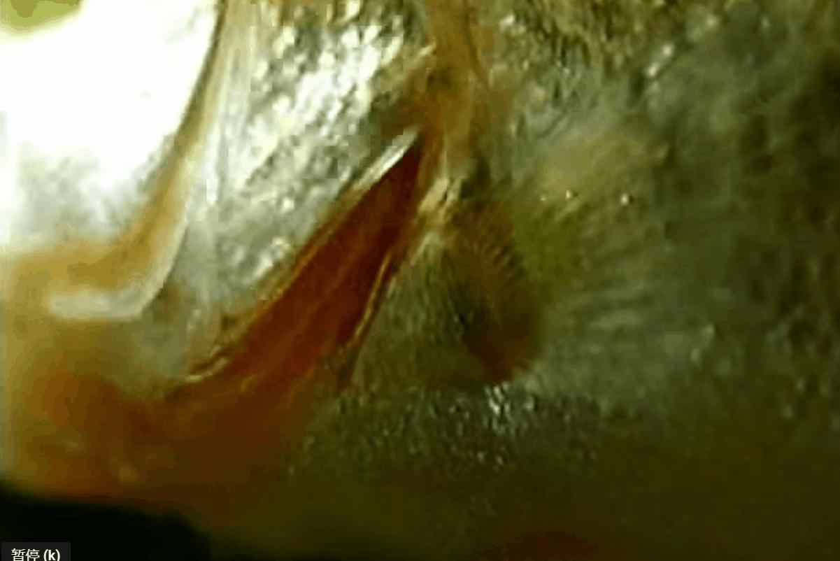 河蚌给鱼增加氧气吗,河蚌喂淀粉吗