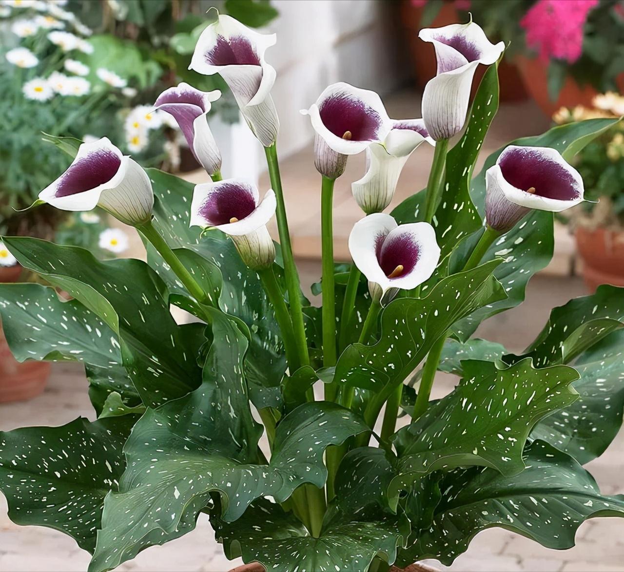 十二星座幸运花解读,十二星座幸运花双鱼座是紫罗兰