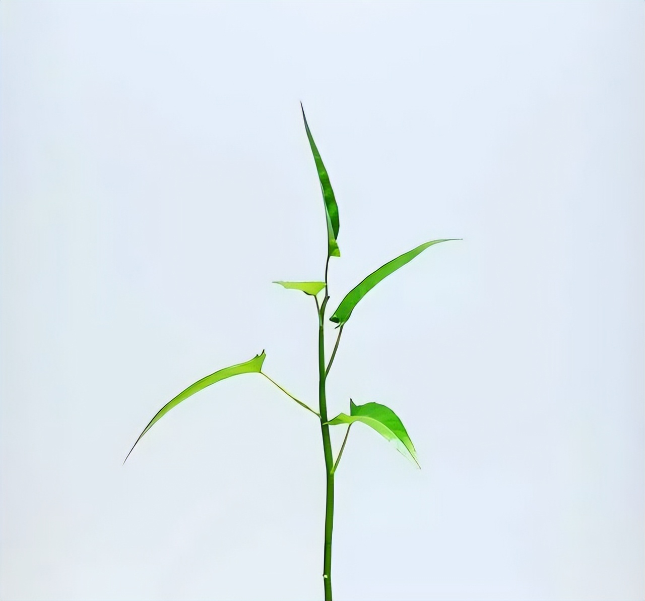 家庭阳台各种各样蔬菜种植视频,阳台种蔬菜需要加微生物有机肥吗