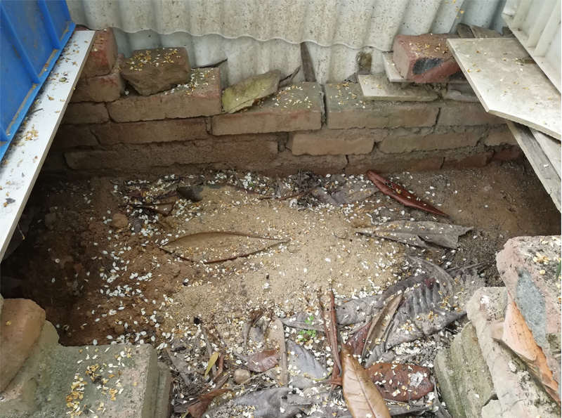 黄缘闭壳龟刚到家躲在土里不出来,黄缘闭壳龟母龟断尾还可以繁殖吗