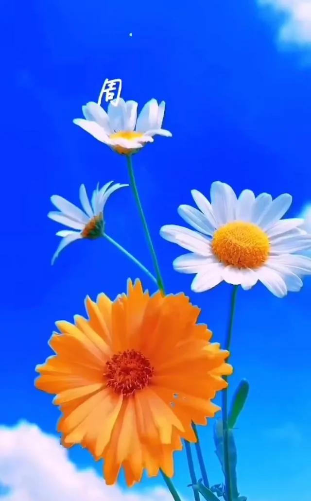 唯美手机壁纸高级感,唯美手机壁纸高清全面屏