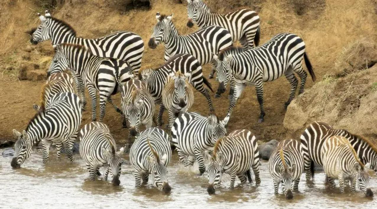 动物在交配前，为啥会先闻对方的屁股，小小肛门释放了多少信息？