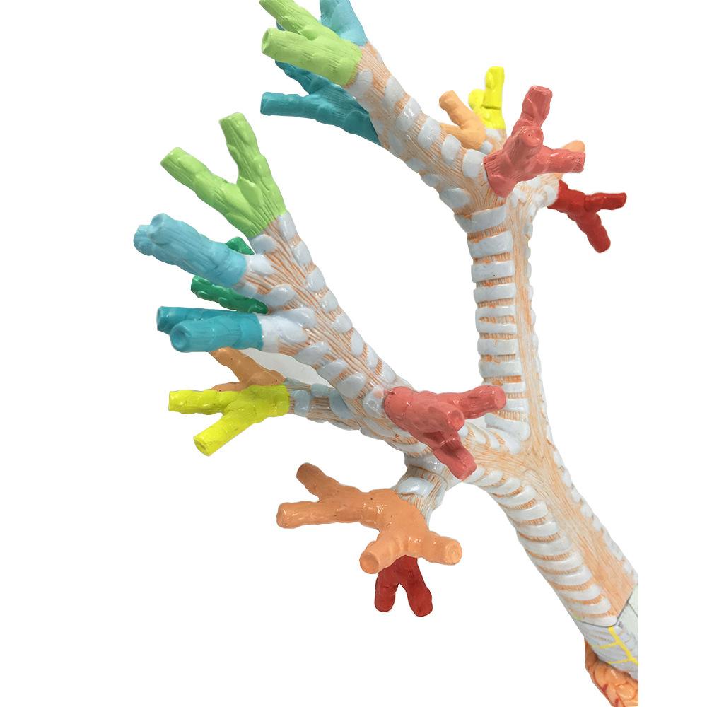 加速康复外科在围手术期的应用,加速康复外科围手术期营养支持