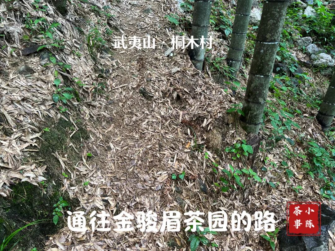 同样是金骏眉为啥桐木关的比较贵,金骏眉武夷山桐木关