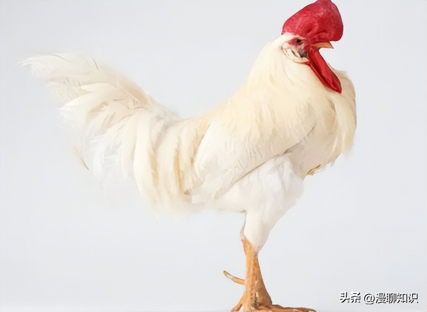 鸡沙门菌能引起鸡白痢吗,鸡白痢沙门氏菌病的研究进展