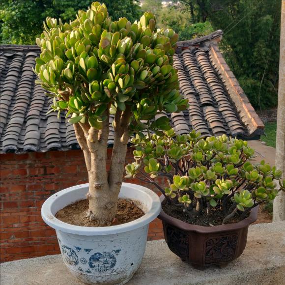 6种花旺财又养人,6种花养人又镇宅