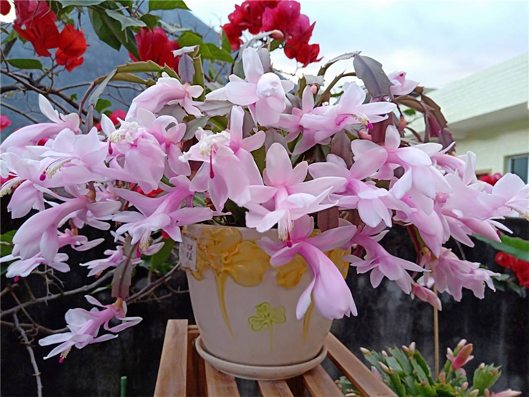 家养3种富贵花福气好运挡不住,七种富贵花图片