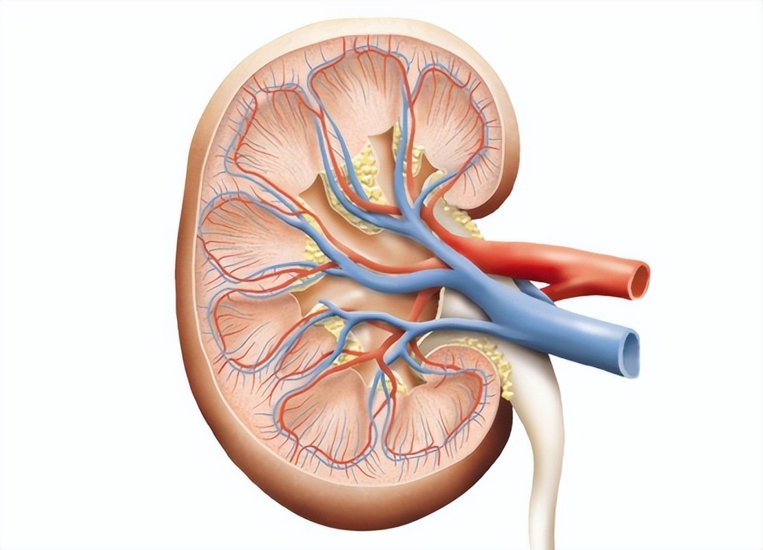 肾癌最好的手术方式,肾癌术后减轻的体重会恢复吗