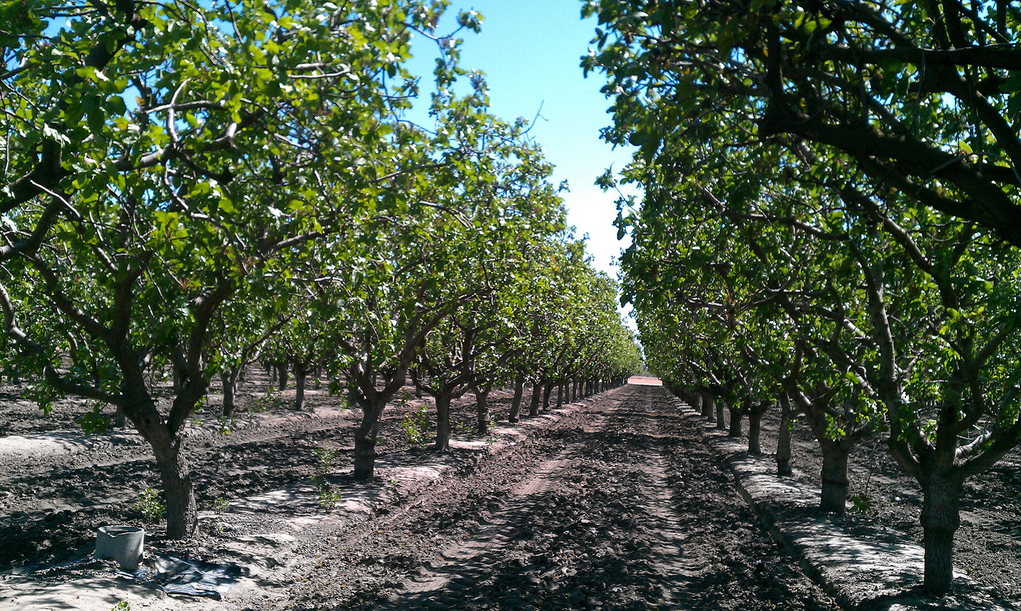 开心果果酱怎么吃,开心果怎么做又酥脆又好吃
