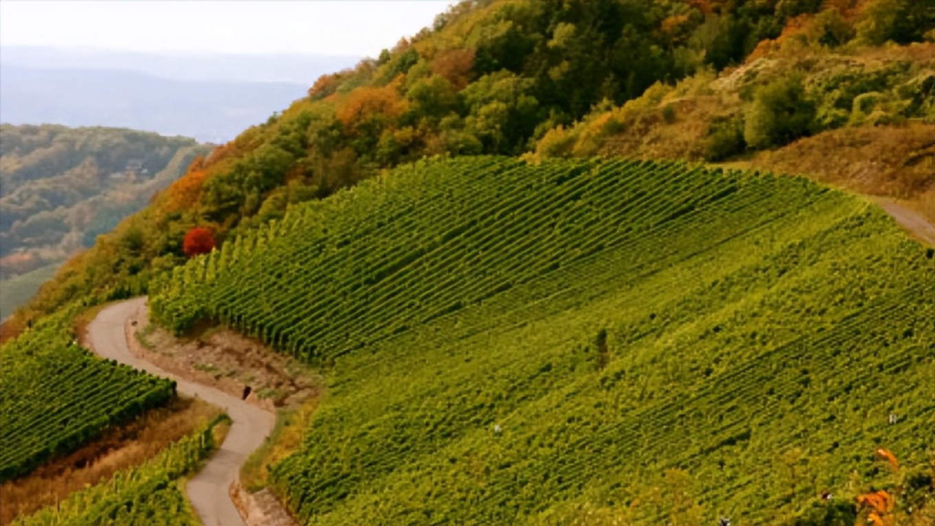 世界上最古老的公司前100名,世界最古老的企业排名