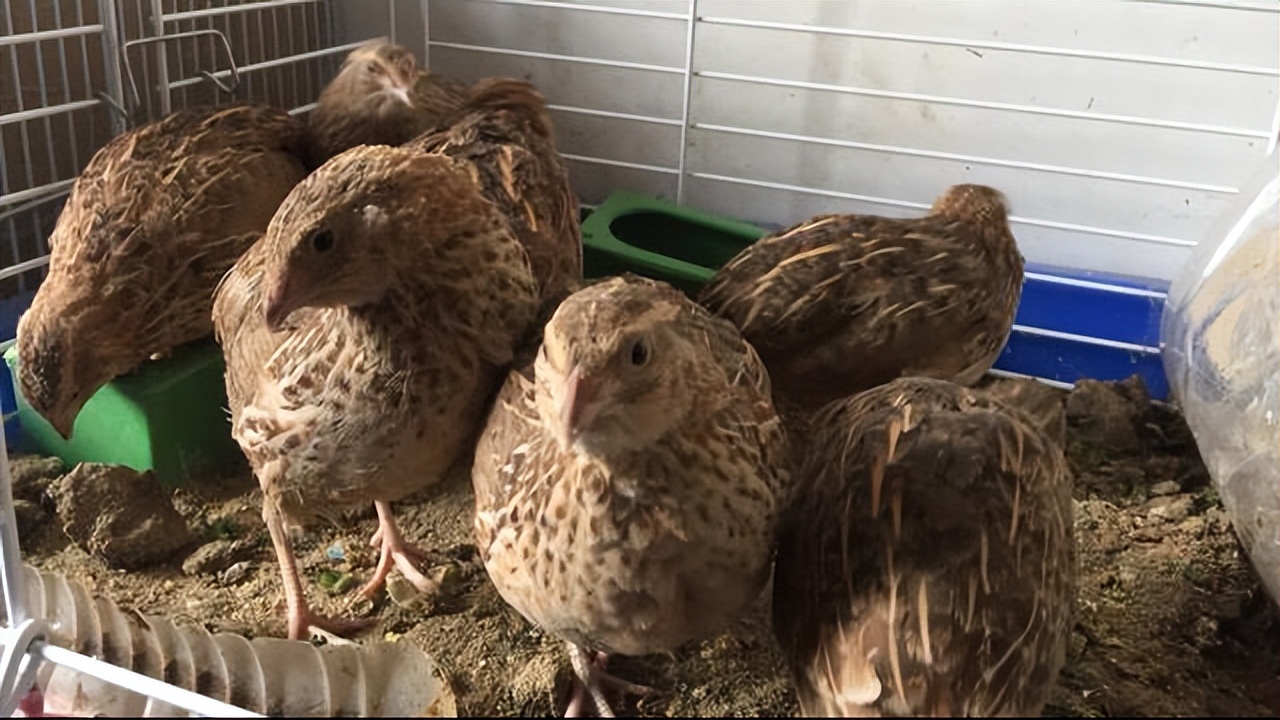 鹌鹑的饲养管理与疾病防治方案,鹌鹑养殖场怎么消毒视频