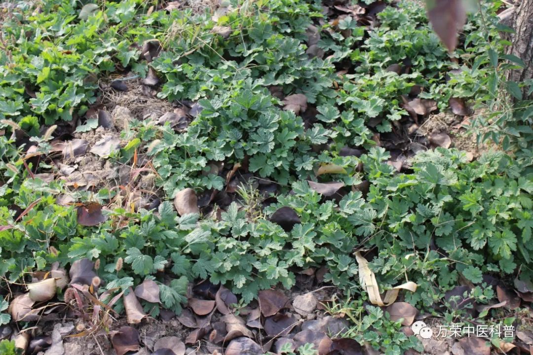 植物幼苗的发展过程详细,植物的幼苗在生长过程中