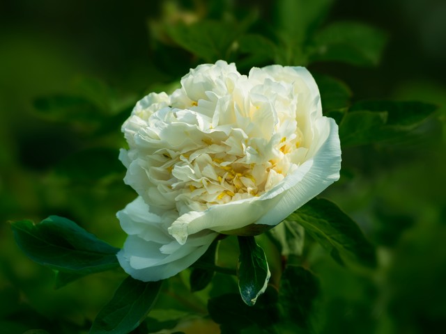 最美的国花牡丹,美丽壮观的国花牡丹