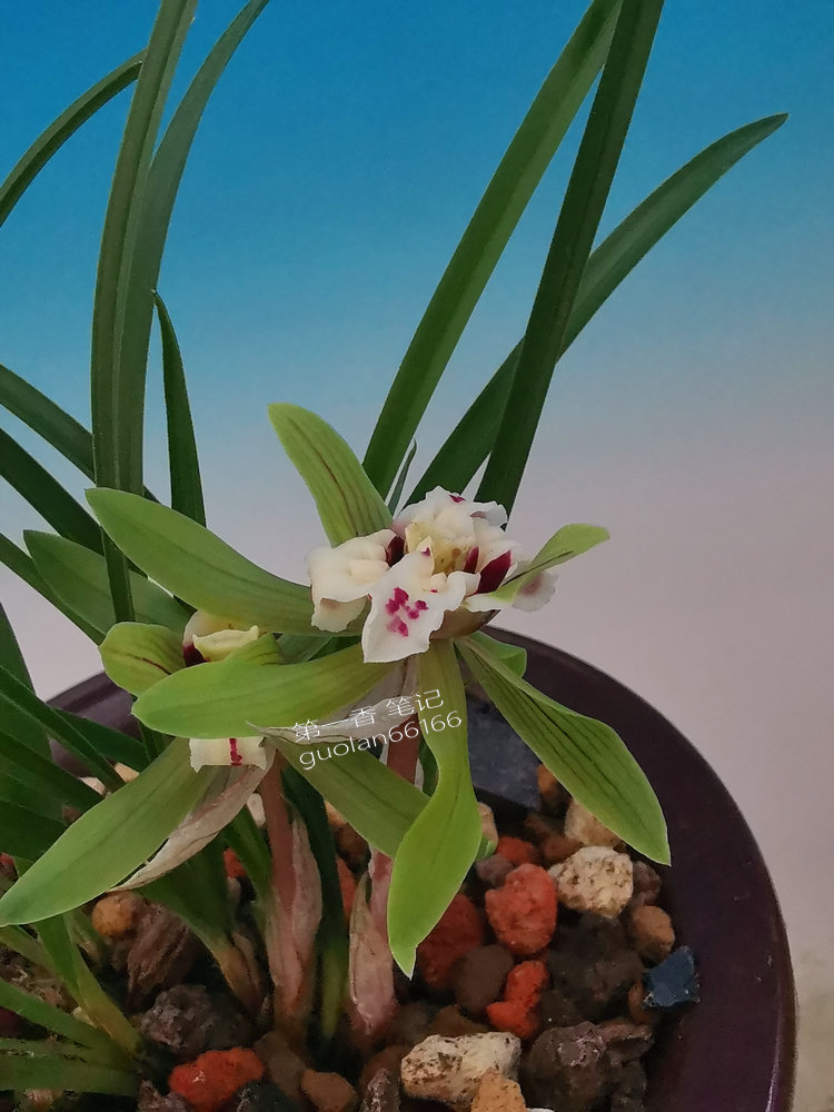 花开欣赏,春兰四喜蝶图片欣赏