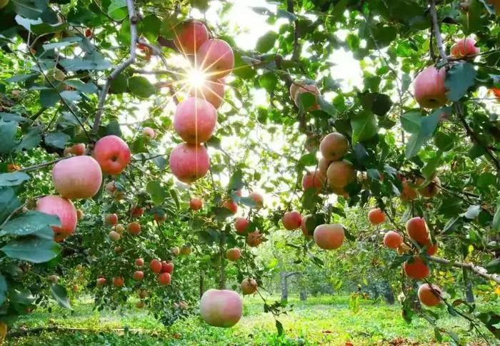 2021年昌平将推进多个重点项目,今年昌平区118个重点项目集中开工