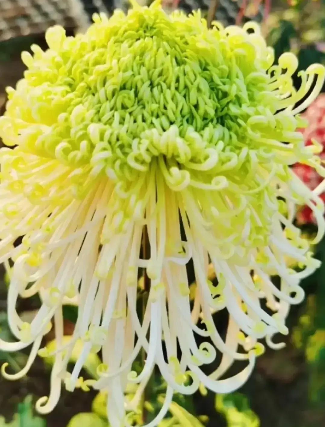 最最漂亮的金丝菊图片,美丽的金丝菊美图