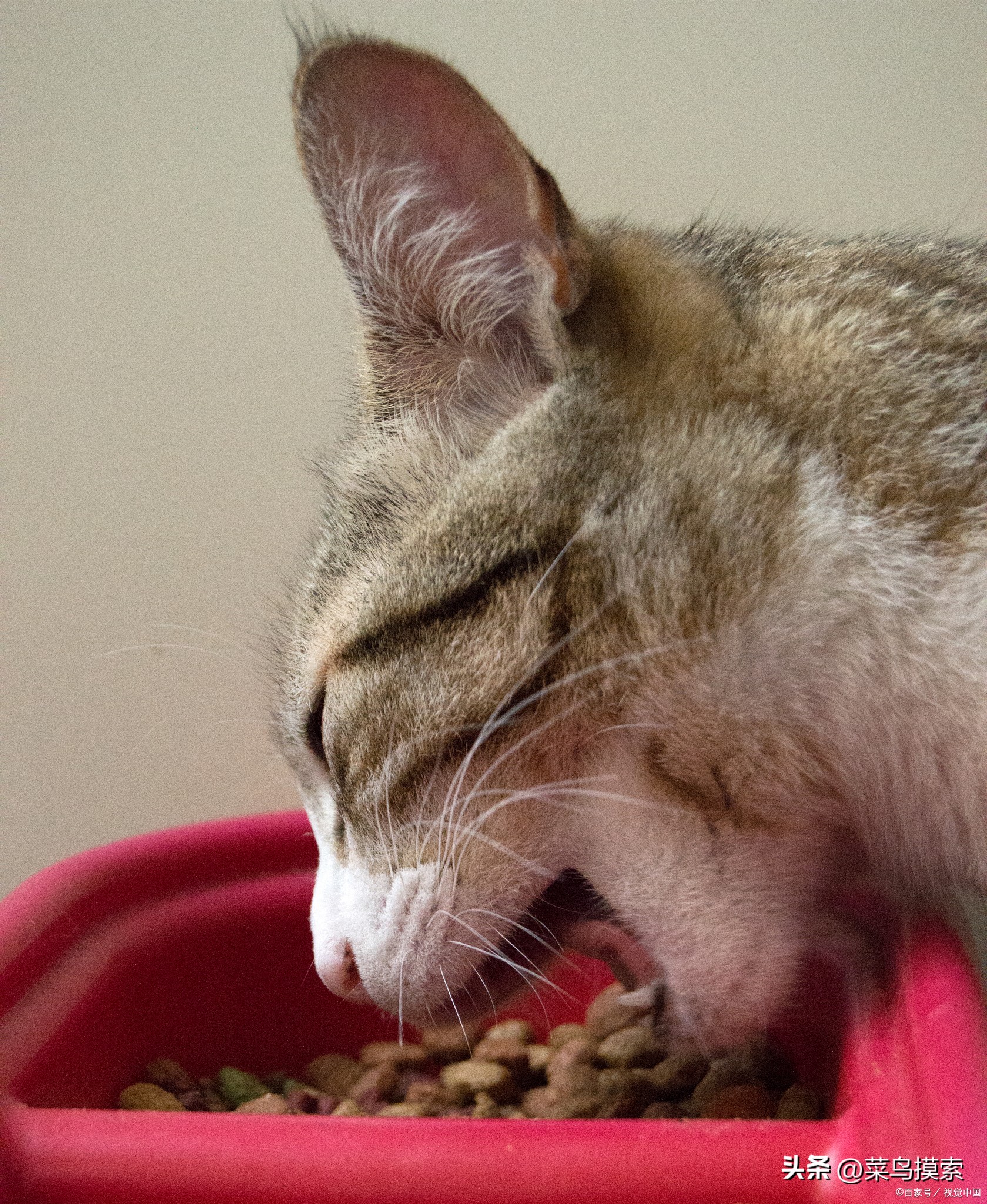 解决猫咪呕吐最快方法,猫咪干呕吐出黄色液体