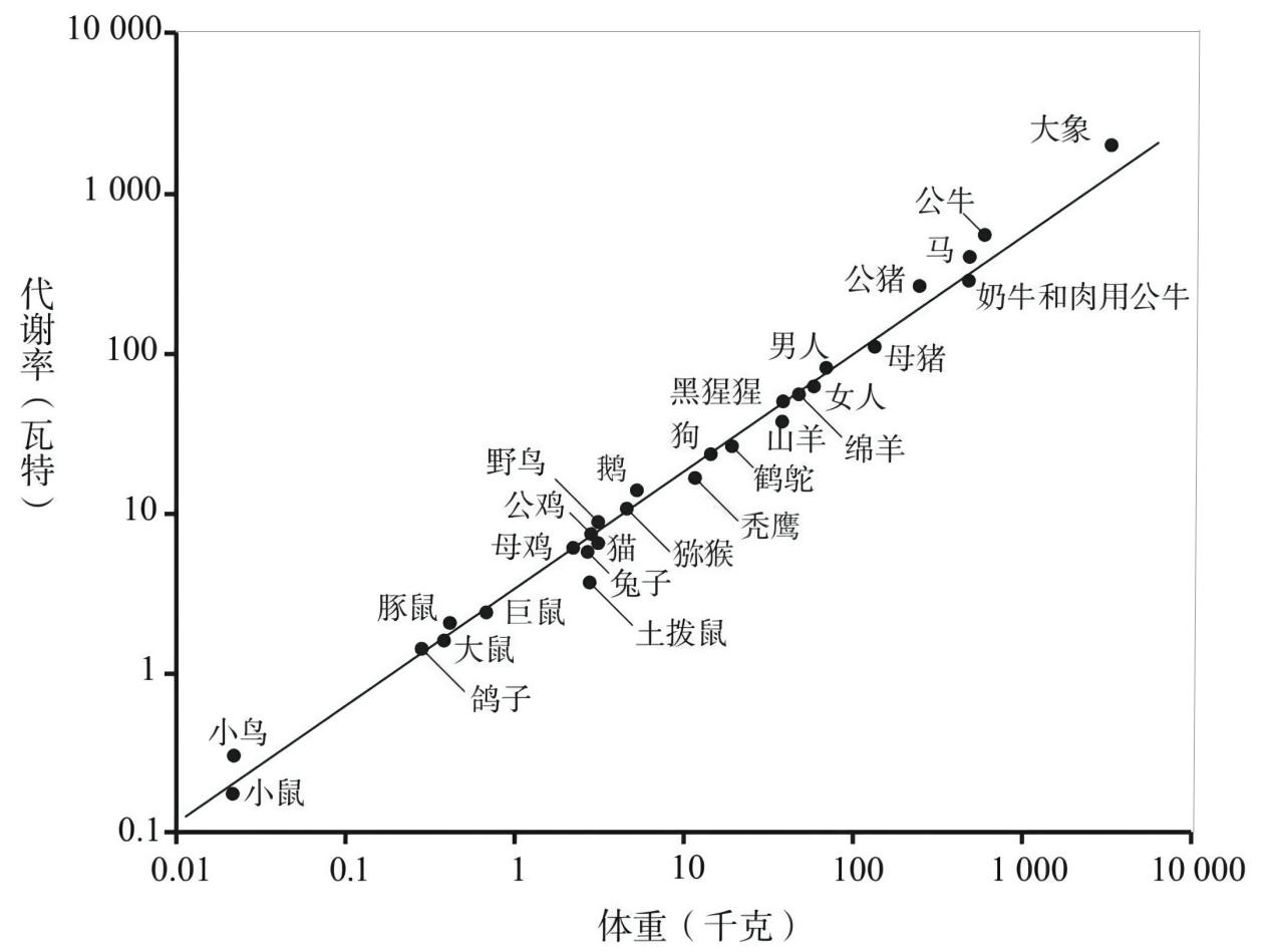 标度率本质,自然界基本守恒定律