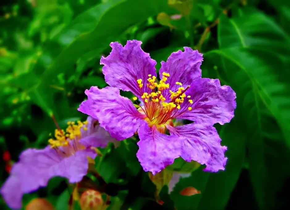 大花紫薇枝叶,紫薇大花的照片