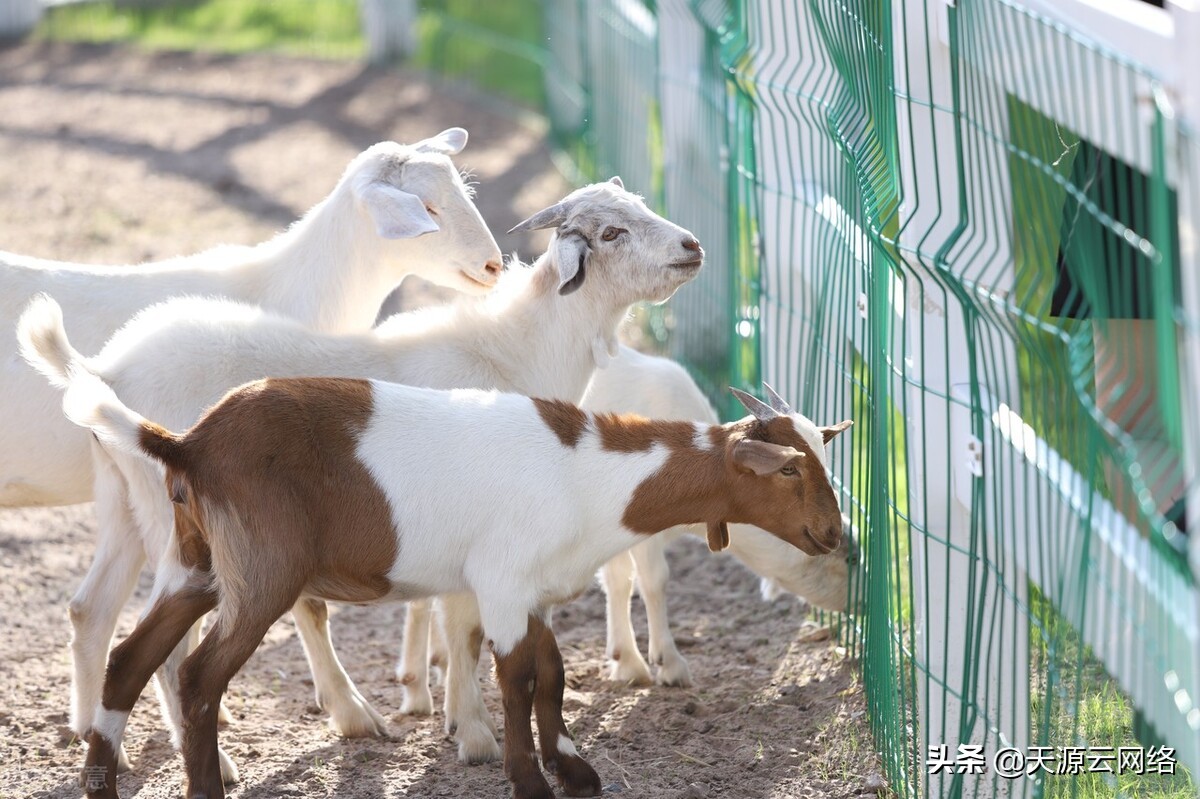 圈养羊的喂养方法羊老仰头啥毛病,绵羊可以圈养吗如何圈养