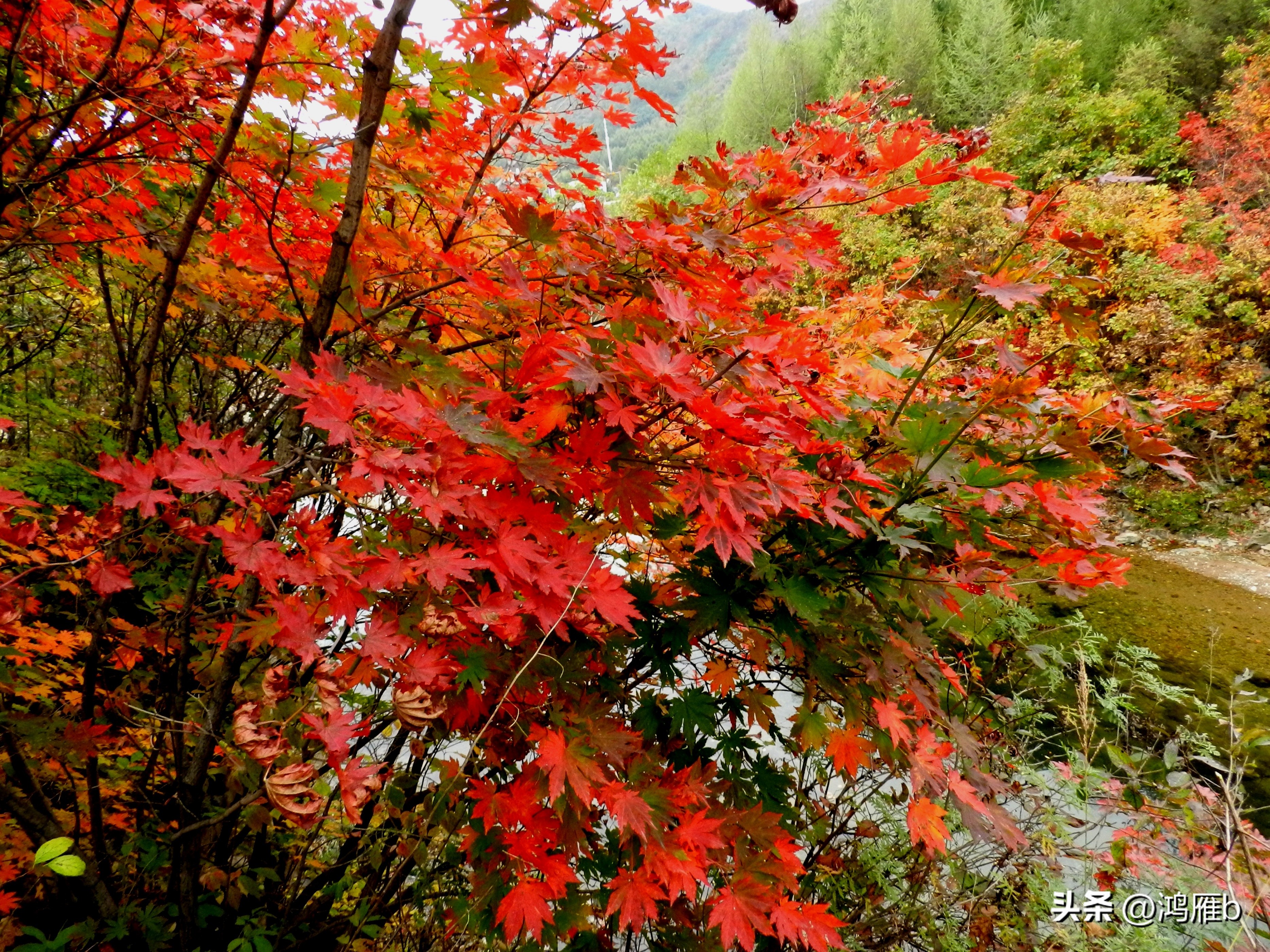 本溪温泉汤沟门票价格,本溪花溪沐枫雪温泉小镇