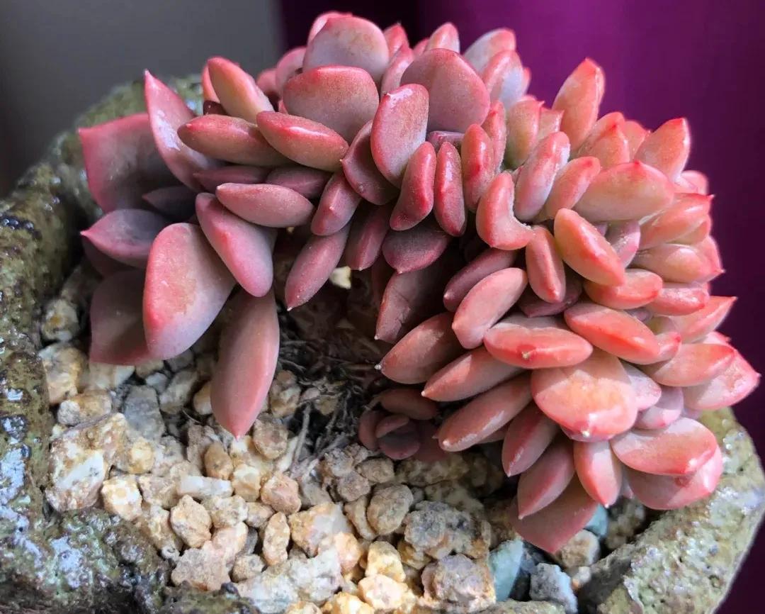 好看粉色多肉植物,初恋的多肉和紫珍珠图片